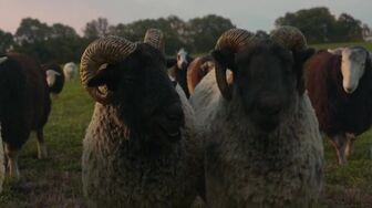 The Sheep Detectives 2026 WEB H264-RBB