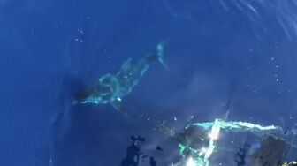 Shark Attack Files S01E02 WEB H264-RBB